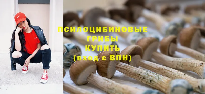 Псилоцибиновые грибы Psilocybine cubensis  OMG зеркало  Уржум  где купить наркоту 